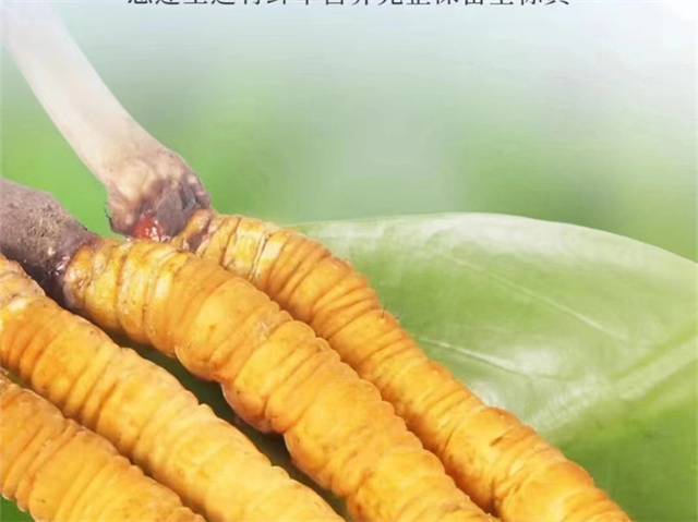 吃冬蟲(chóng)夏草會(huì)推遲例假嗎？這種影響可能因人而異