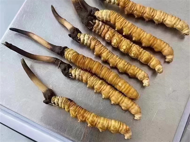 肝火大的人能吃冬蟲(chóng)夏草嗎？應(yīng)該避免過(guò)量食用