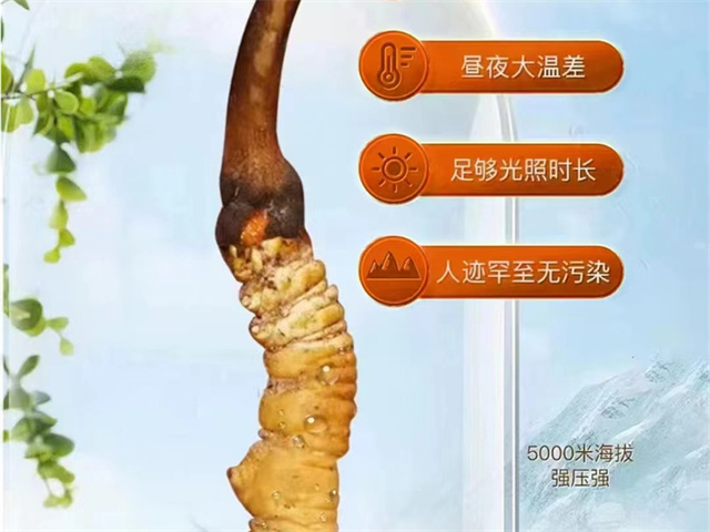 冬蟲(chóng)夏草的性狀特征有哪些？冬蟲(chóng)夏草4方面的性狀特征詳解