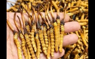 珍草王冬蟲夏草是真的嗎？揭秘珍稀藥材的真相