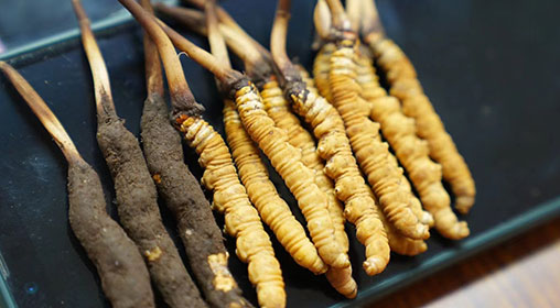 新鮮冬蟲(chóng)夏草做菜