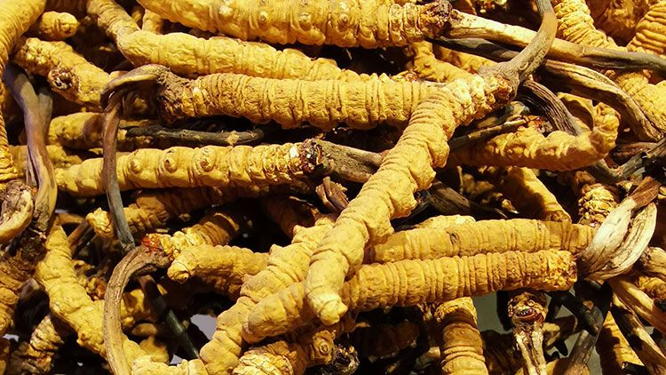 冬蟲夏草是什么味道？揭秘“軟黃金”的獨特風味