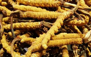 冬蟲(chóng)夏草是什么味道？揭秘“軟黃金”的獨(dú)特風(fēng)味