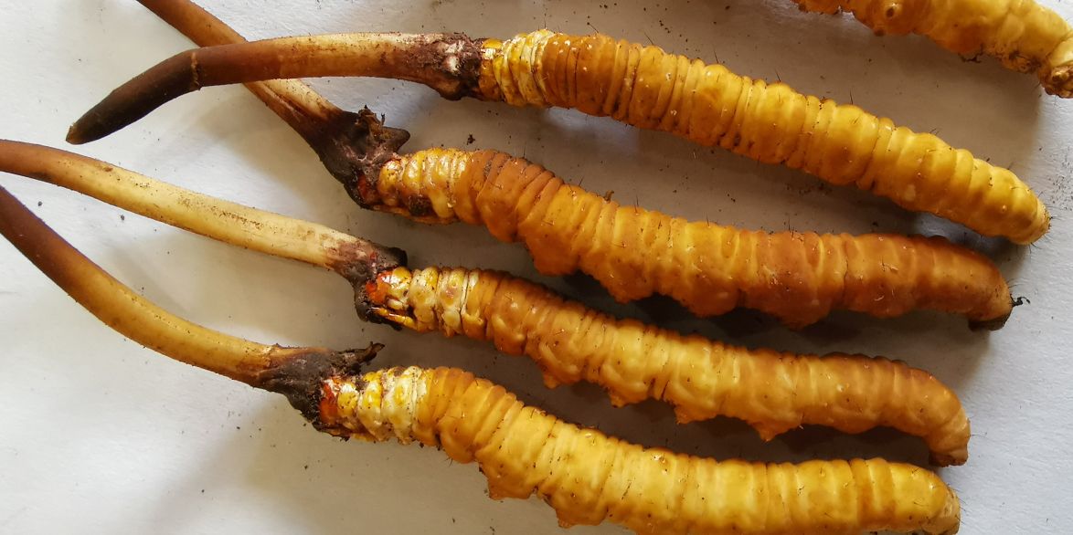 冬蟲夏草泡酒最佳配方：滋補(bǔ)養(yǎng)生，強(qiáng)身健體