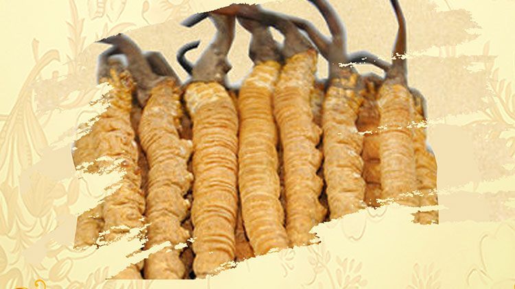 冬蟲(chóng)夏草御寒效果好嗎？科學(xué)解讀其抗寒機(jī)制