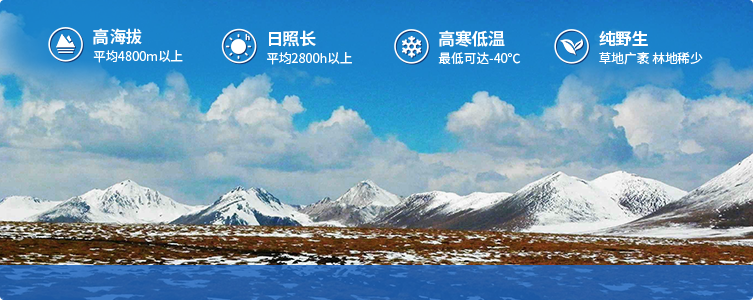 為什么說(shuō)西藏那曲的冬蟲(chóng)夏草，是品質(zhì)最好的蟲(chóng)草！