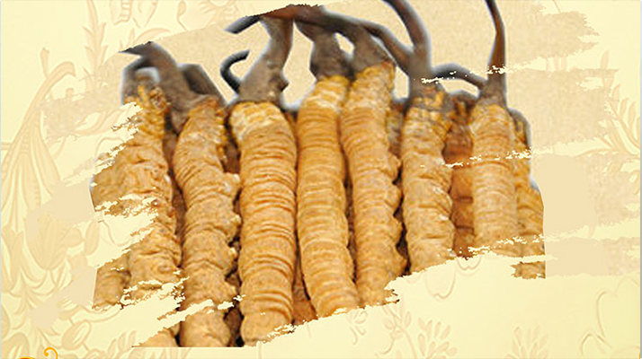 冬蟲(chóng)夏草磨成粉放多久