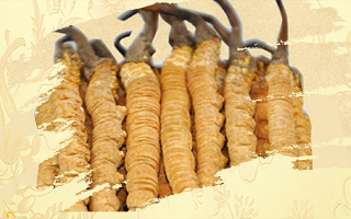 冬蟲(chóng)夏草磨成粉放多久