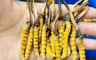 探秘新鮮冬蟲夏草價(jià)格密碼