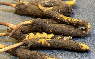 冬蟲夏草鮮草怎么吃？科學(xué)用量指南