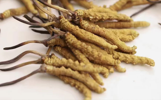 水溫決定營(yíng)養(yǎng)！冬蟲(chóng)夏草鮮草泡水溫度全解析?
