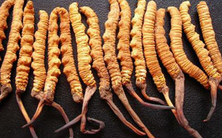 冬蟲(chóng)夏草本身是什么顏色