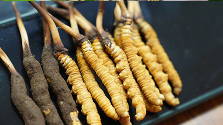 冬蟲(chóng)夏草鮮草吃多久？科學(xué)食用周期與效果解析