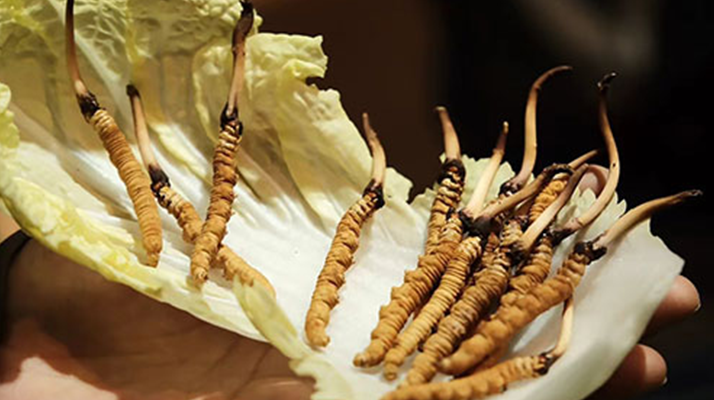 冬蟲夏草：干草與鮮草的終極對(duì)比，哪種更適合你？