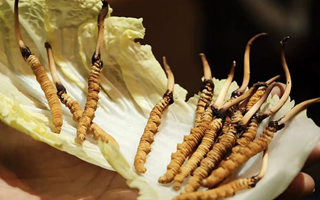 冬蟲(chóng)夏草：干草與鮮草的終極對(duì)比，哪種更適合你？