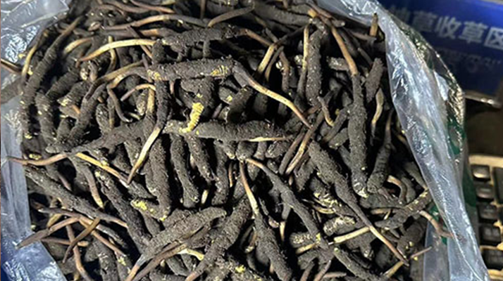 冬蟲夏草可以吃鮮的嗎？一文為你揭秘