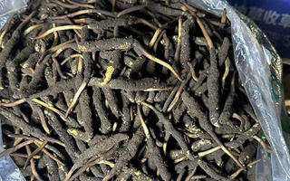 冬蟲夏草可以吃鮮的嗎？一文為你揭秘
