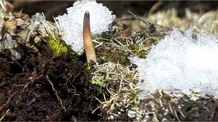 冬蟲夏草鮮草泡酒全指南：醇香滋補的釀造秘籍