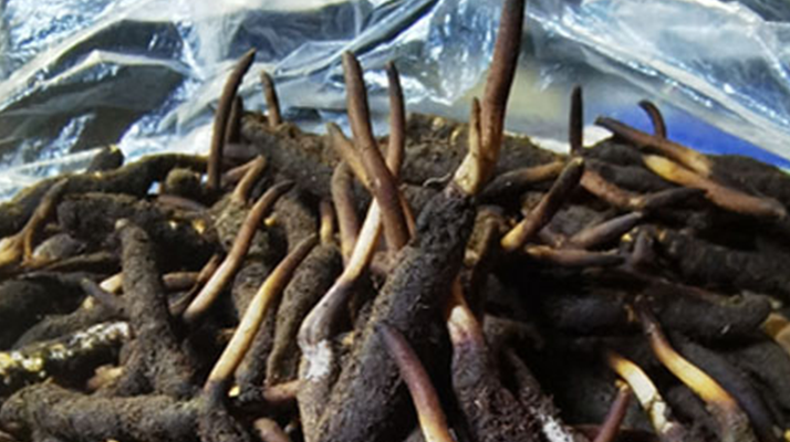 冬蟲夏草鮮草能不能泡酒？科學(xué)解析與實(shí)用指南