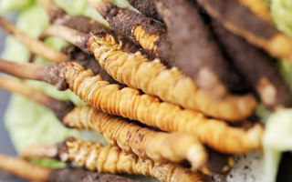 冬蟲(chóng)夏草鮮草可以生吃嗎？一文解讀食用真相