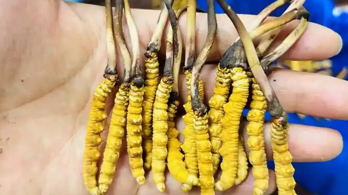 鮮冬蟲夏草出水怎么辦？實用處理指南