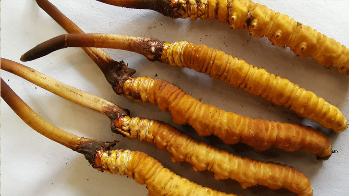冬蟲夏草鮮草價(jià)格多少？揭秘其背后的定價(jià)密碼