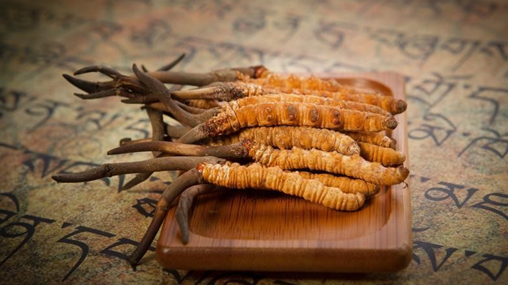 冬蟲(chóng)夏草鮮草會(huì)上火嗎？科學(xué)解讀其食用特性