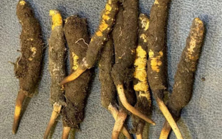 野生冬蟲夏草一斤多少錢？多維度價格解析