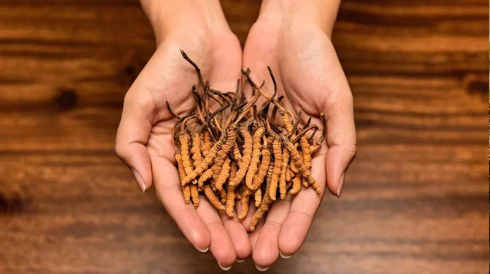 冬蟲夏草怎么食用效果好？掌握這些方法發(fā)揮最大功效