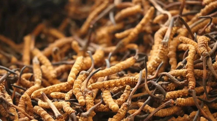 冬蟲夏草的功效與用量：科學(xué)滋補的關(guān)鍵指南