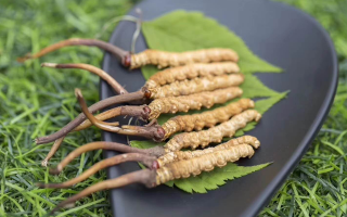 新鮮松茸冬蟲(chóng)夏草怎么吃？滋補(bǔ)雙珍的美味搭配指南