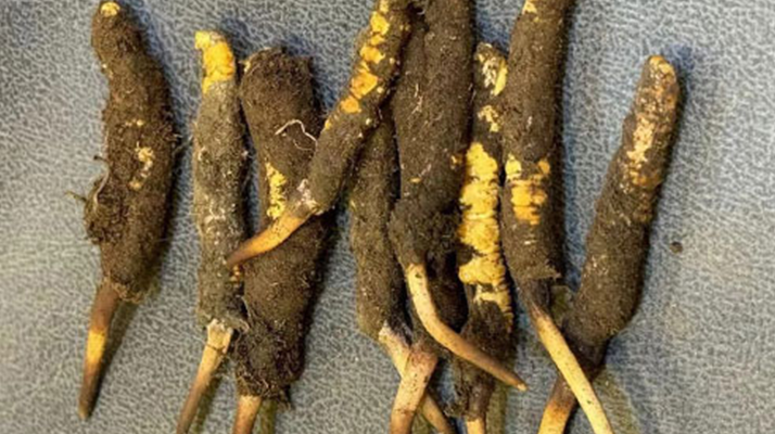 冬蟲(chóng)夏草老人服用指南:科學(xué)方法與健康養(yǎng)護(hù)