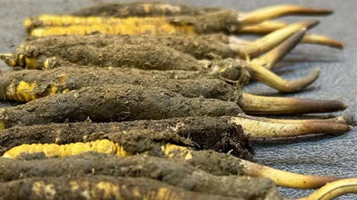 一根鮮<a href=http://www.yananski.com/jiage/ target=_blank class=infotextkey>冬蟲夏草多少錢</a>？影響價(jià)格的核心因素解析