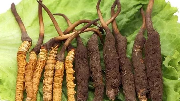 真空鎖鮮:<a href=http://www.yananski.com/xinxian/ target=_blank class=infotextkey>新<a href=http://www.yananski.com/xinxian/ target=_blank class=infotextkey>鮮冬蟲夏草</a></a>的科學(xué)保存方法