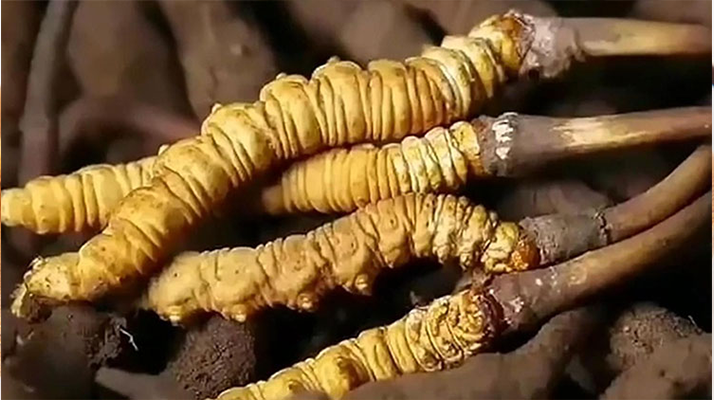 吃了冬蟲(chóng)夏草有什么好處？全方位滋補(bǔ)價(jià)值解析