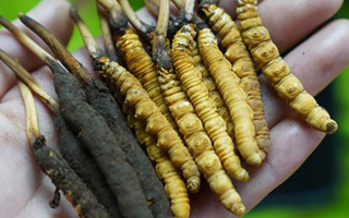 2025年那曲蟲(chóng)草拍賣(mài)最高價(jià)創(chuàng)新高,55萬(wàn)元紀(jì)錄誕生巴青縣第五屆采集活動(dòng)