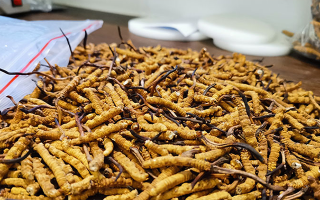 冬蟲夏草：泡水喝還是煮一下？兩種食用方式的全面對比