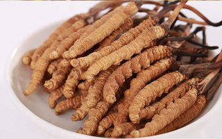 冬蟲(chóng)夏草小草：小身材也有大價(jià)值