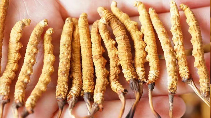 長時(shí)間喝冬蟲夏草好嗎?科學(xué)視角下的利弊與飲用指南