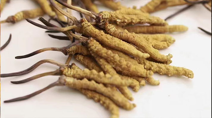 長期吃冬蟲夏草會(huì)怎么樣？從益處到注意事項(xiàng)詳解