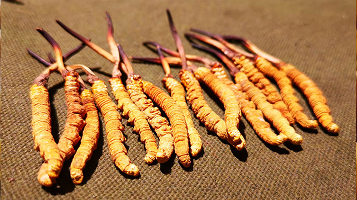 抖音上的冬蟲夏草能買嗎？謹慎抉擇，理性消費