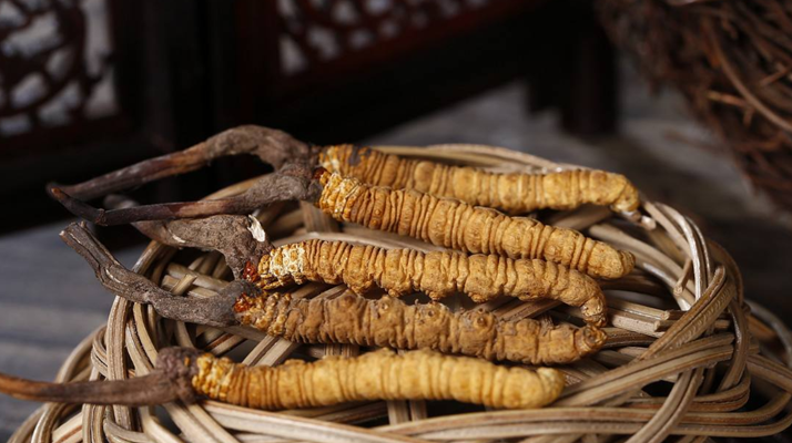 冬蟲夏草煲湯怎么煲好喝？營養(yǎng)與口感雙優(yōu)的實(shí)用指南