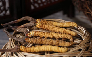 冬蟲夏草煲湯怎么煲好喝？營養(yǎng)與口感雙優(yōu)的實用指南