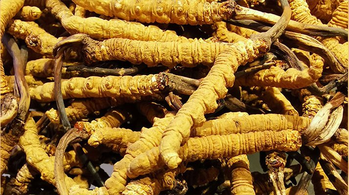 紫河車與冬蟲夏草的區(qū)別：來源、功效及適用場景解析