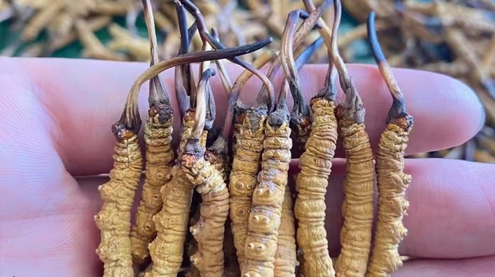 冬蟲夏草怎么辨別真假？6 個實(shí)用鑒別方法