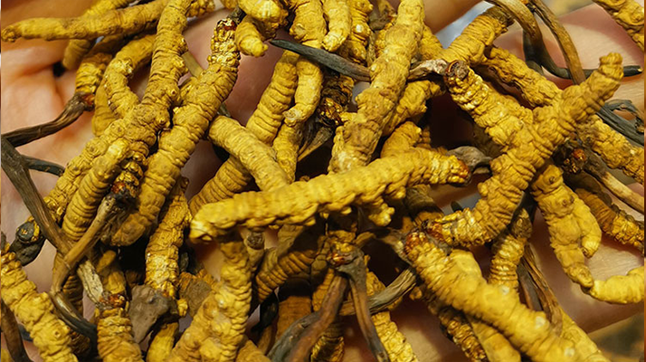 煮冬蟲夏草水能否泡茶？正確飲用方式與誤區(qū)解析