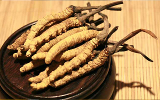 剛挖采的冬蟲夏草怎么辦？科學(xué)處理與儲(chǔ)存指南