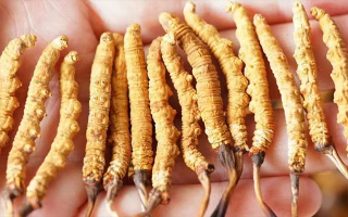 冬蟲夏草一根多少錢？價(jià)格背后的奧秘