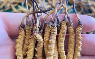 冬蟲夏草怎么辨別真假？6 個實用鑒別方法