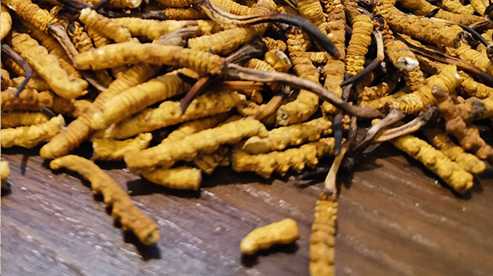 鮮冬蟲夏草煮多久？掌握時(shí)長，鎖住營養(yǎng)與鮮味